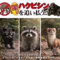 メイダイ　ハクビシン、さよならバイバイ！