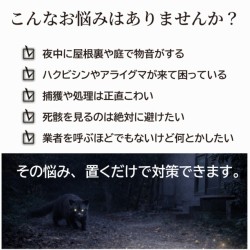 メイダイ　ハクビシン、さよならバイバイ！のサムネイル画像2